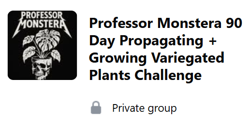 Professor Monstera 90 Day Propagating + Growing Variegated Plants Challenge
