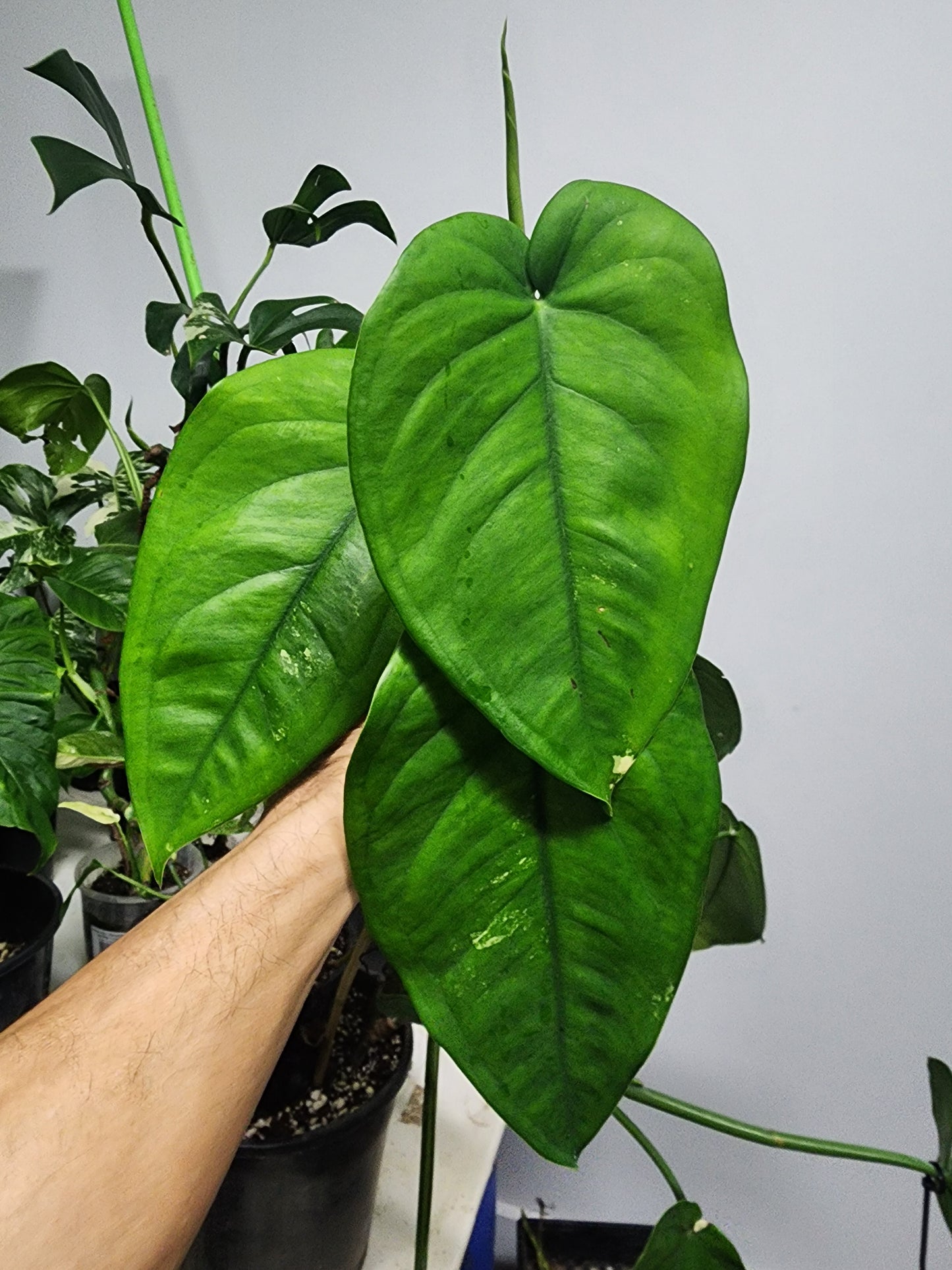🔥 10-Cutting Mystery Pack + Propagation Challenge Access 🔥
