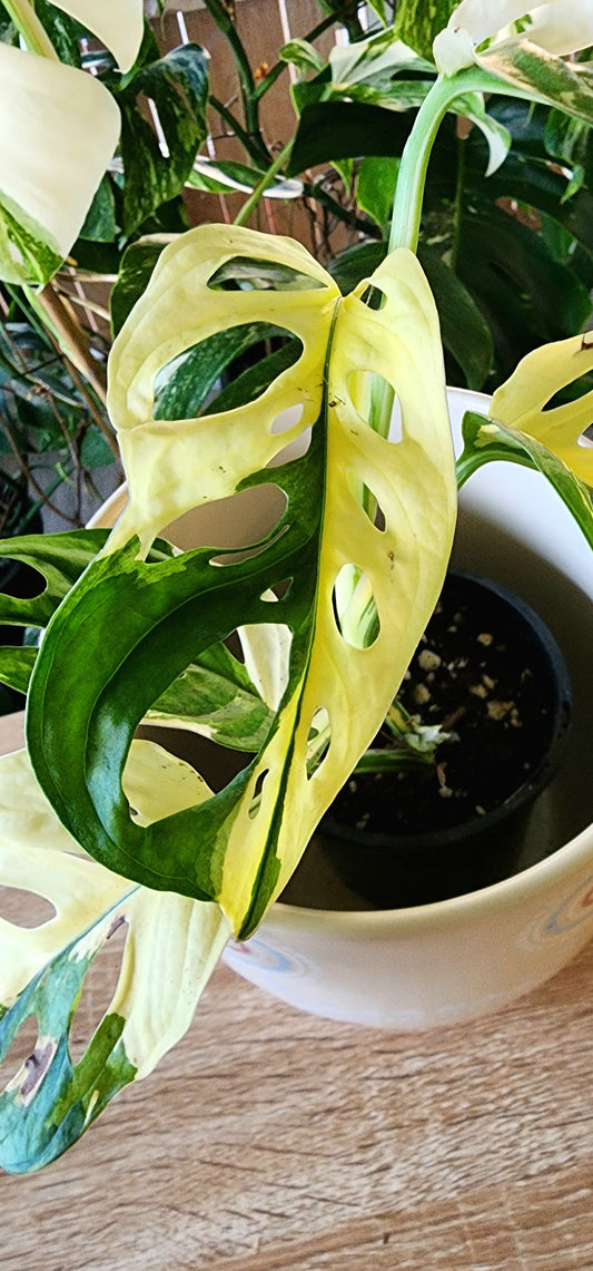 🌿 Adansonii Japanese Tricolor – Established Premium Specimen + 3 Months WhatsApp Support + 1st Months Feed + 4 WEEK REPLACEMENT GUARANTEE