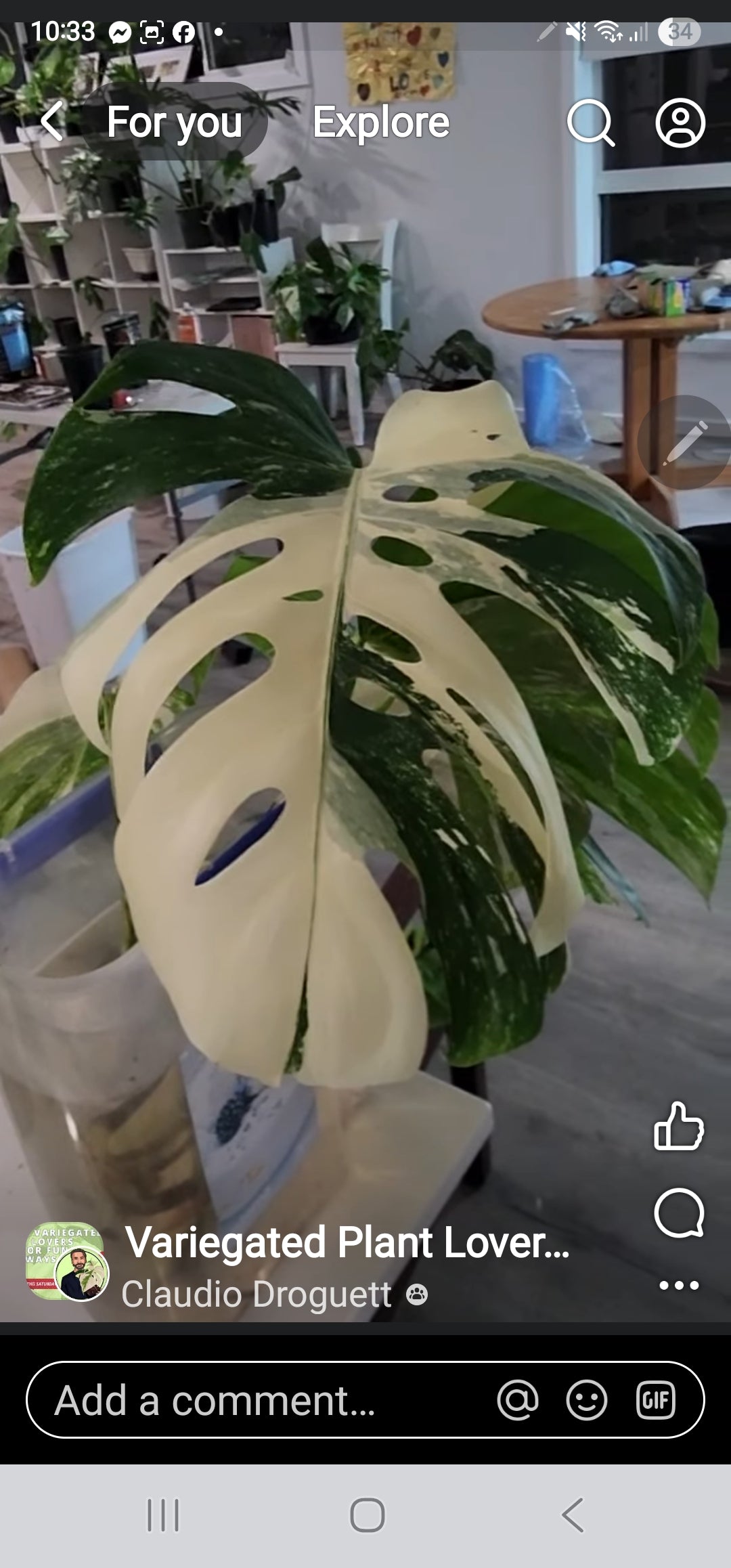 Ambre Croacker Albo + Grow Light Bundle