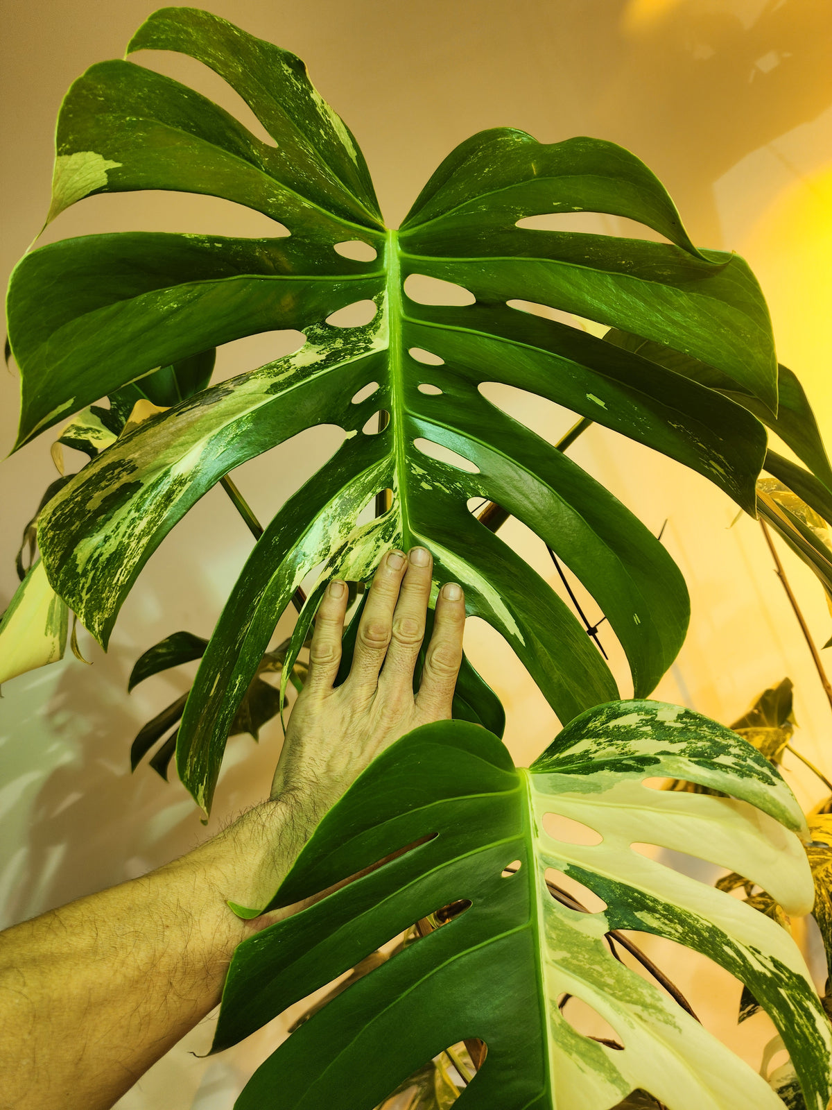 🌱 Albo Tip + 90-Day Propagation Program + Cutting Guarantee