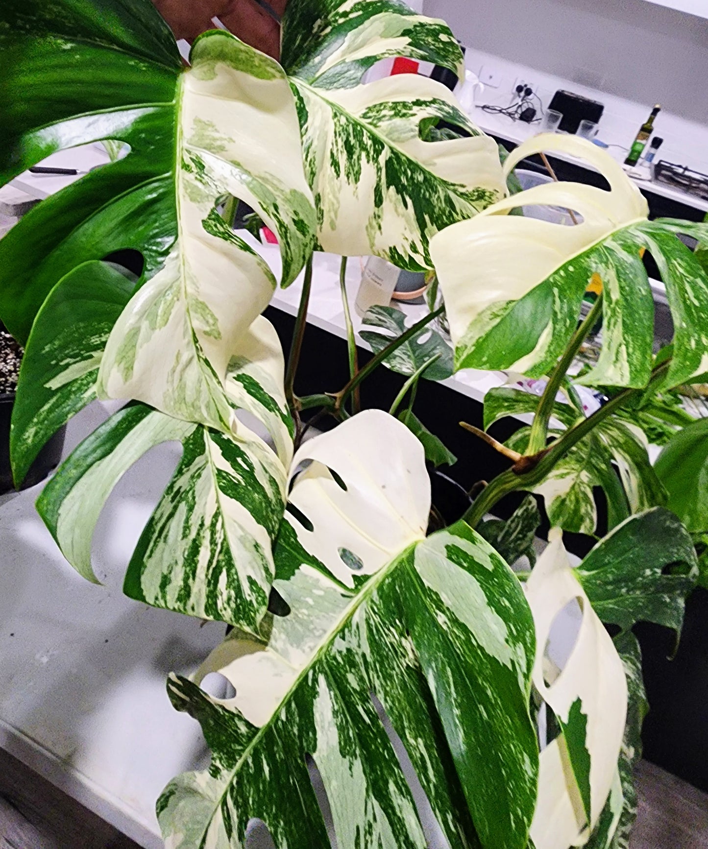 Sunday Night Special $120 Plant Bundle