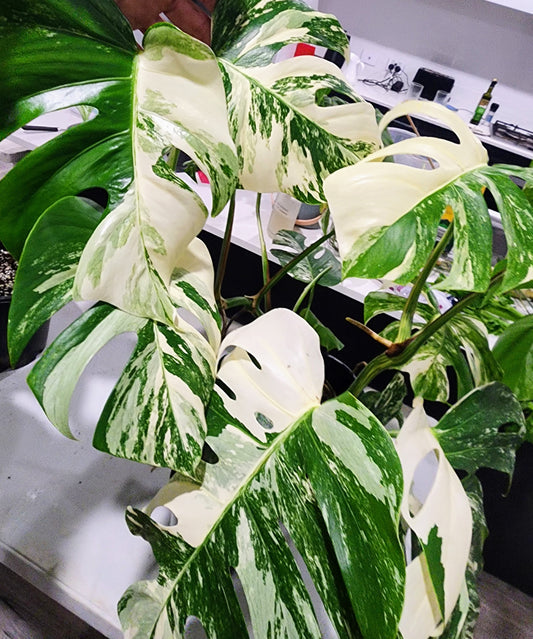 Sunday Night Special $120 Plant Bundle