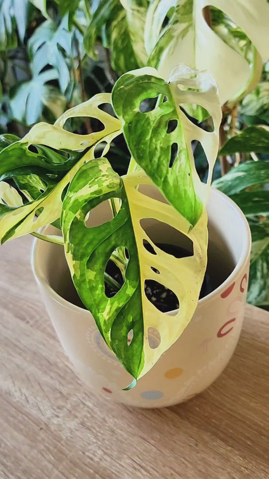 🌿 Adansonii Japanese Tricolor – Established Premium Specimen + 3 Months WhatsApp Support + 1st Months Feed + 4 WEEK REPLACEMENT GUARANTEE