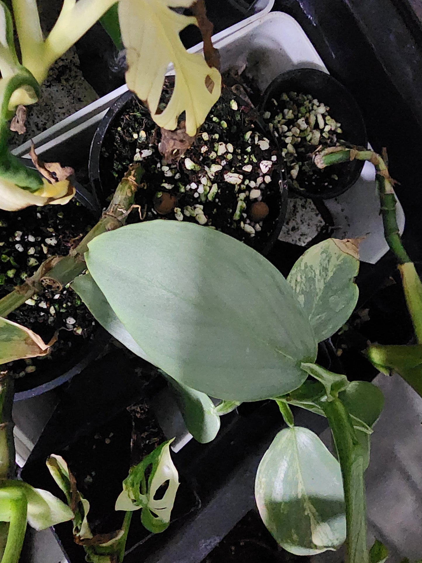 🔥 10-Cutting Mystery Pack + Propagation Challenge Access 🔥