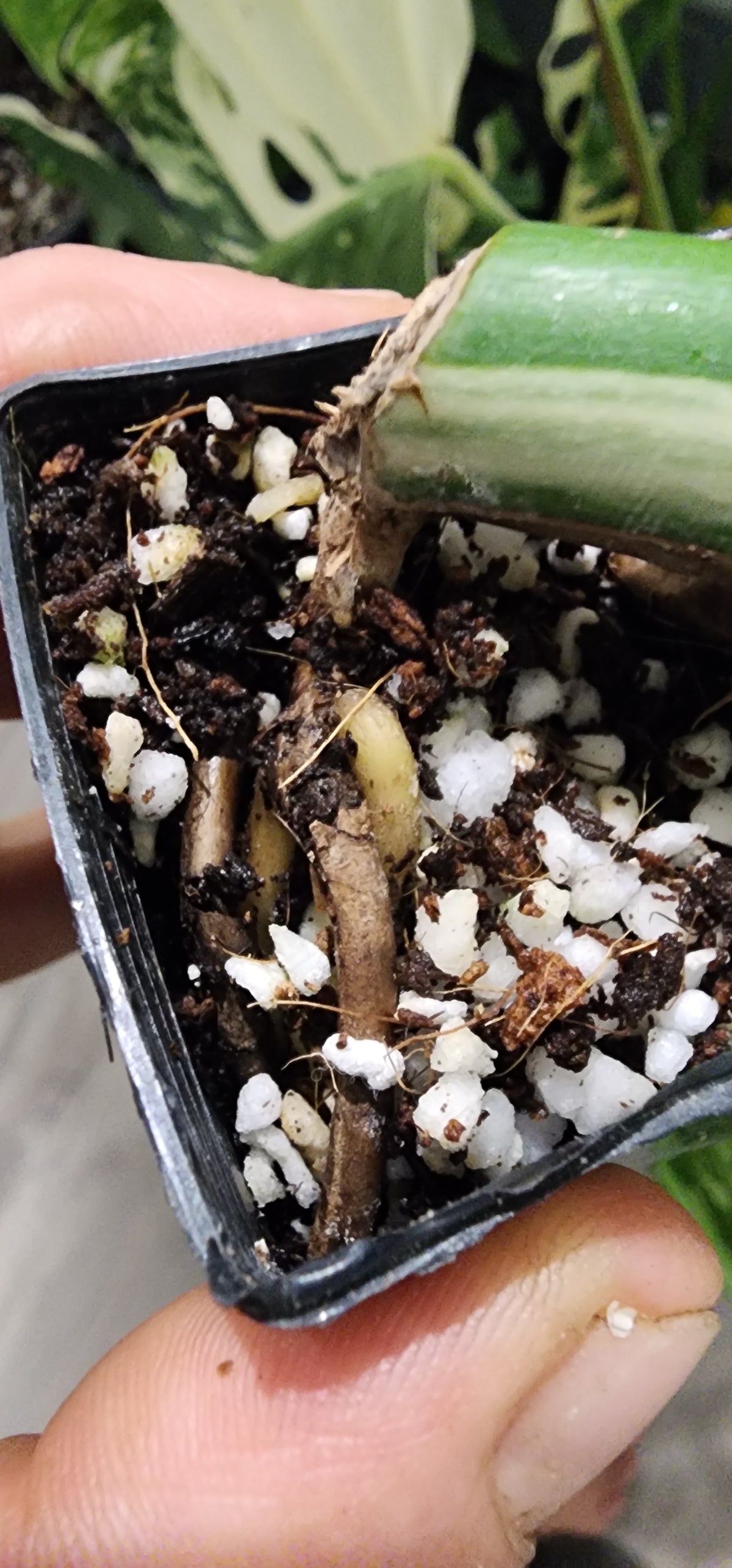 PM Monstera Albo