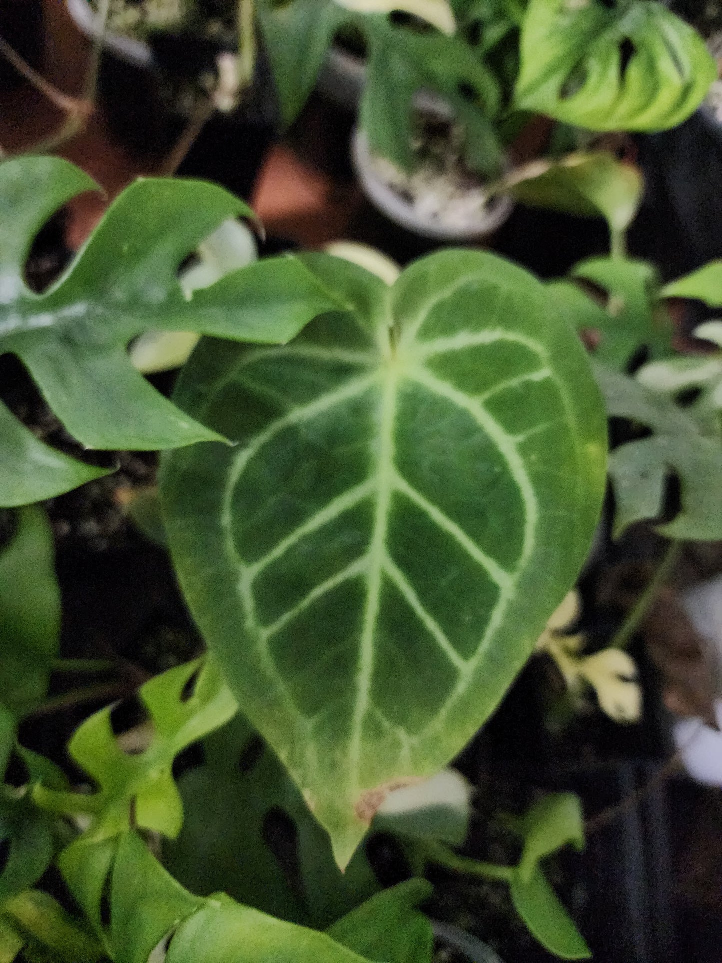 🔥 10-Cutting Mystery Pack + Propagation Challenge Access 🔥