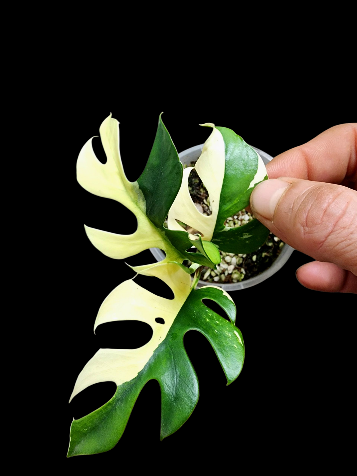 Raphidora Tetrasperma Albo Block Half Moon+ Adansonii Japanese Tricolour Bundle