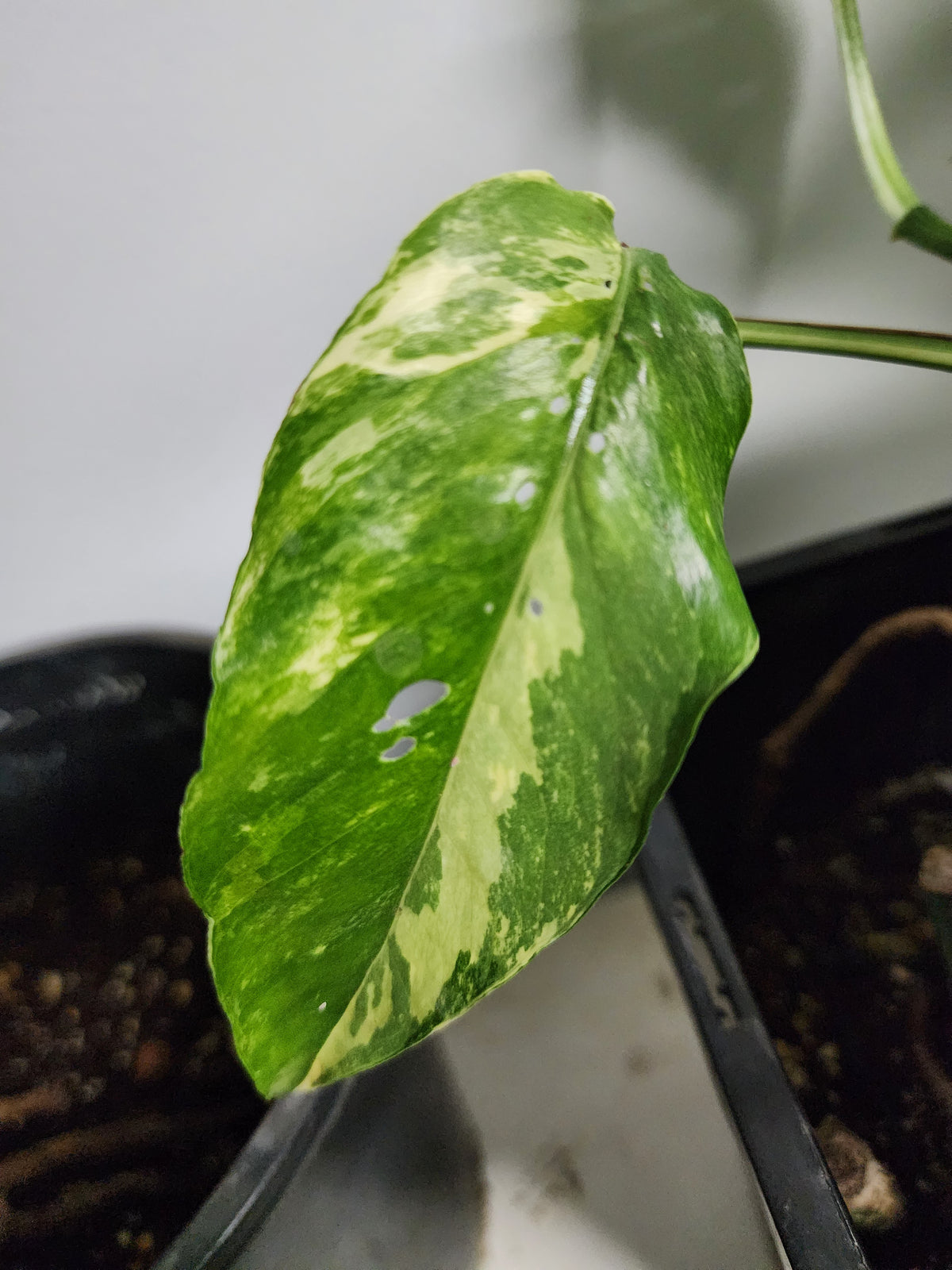 🔥 10-Cutting Mystery Pack + Propagation Challenge Access 🔥