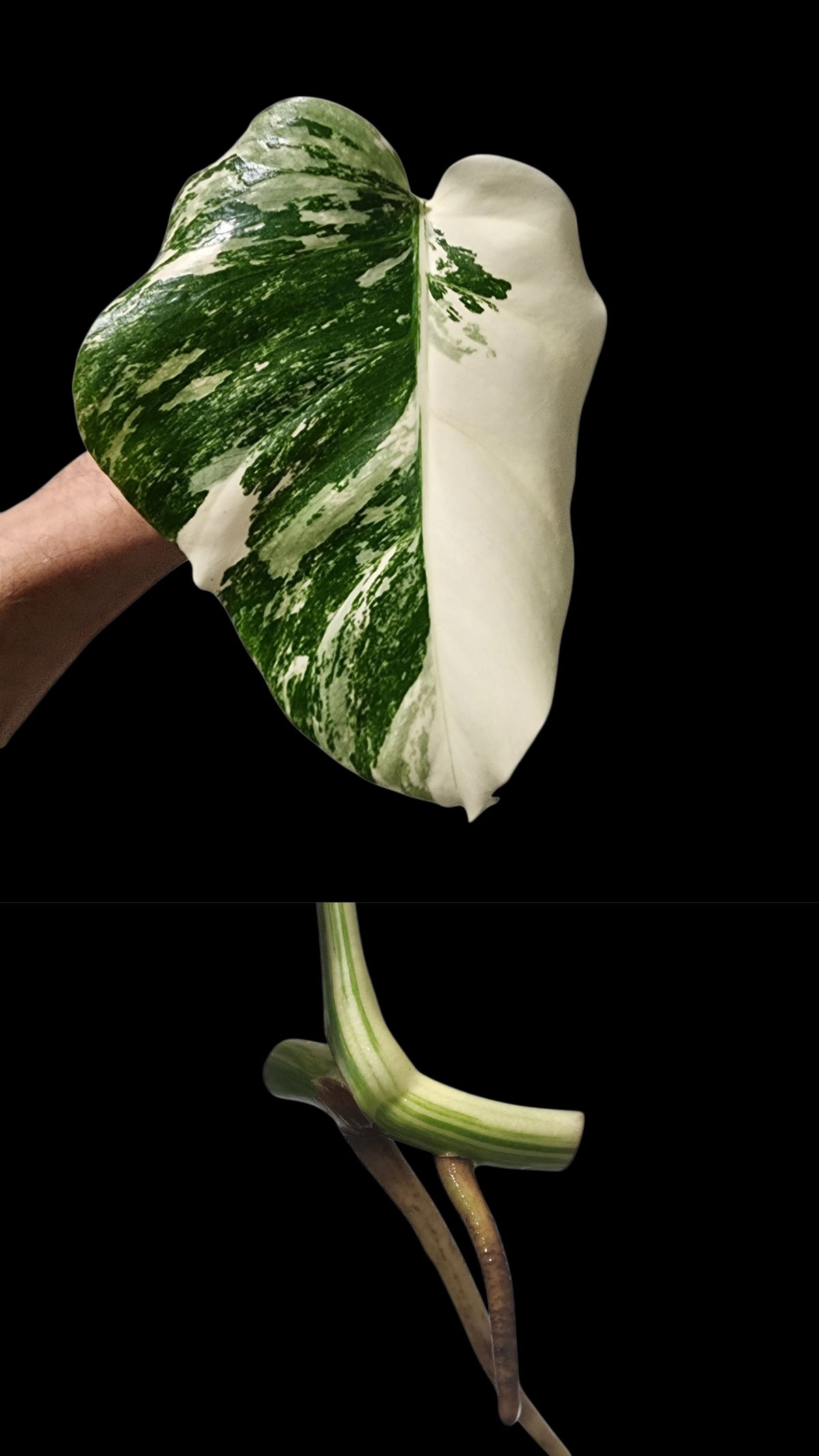 🌱 Albo Mid Cut  + 90-Day Propagation Program + Cutting Guarantee