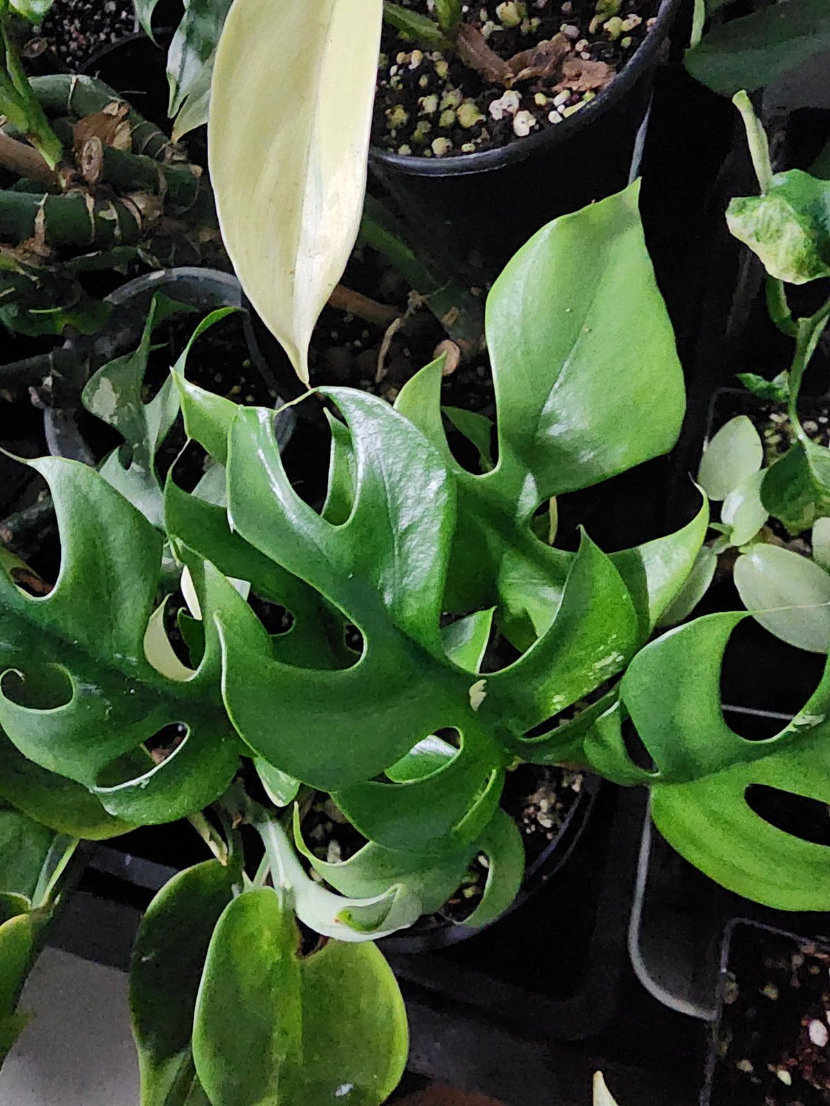 🔥 10-Cutting Mystery Pack + Propagation Challenge Access 🔥