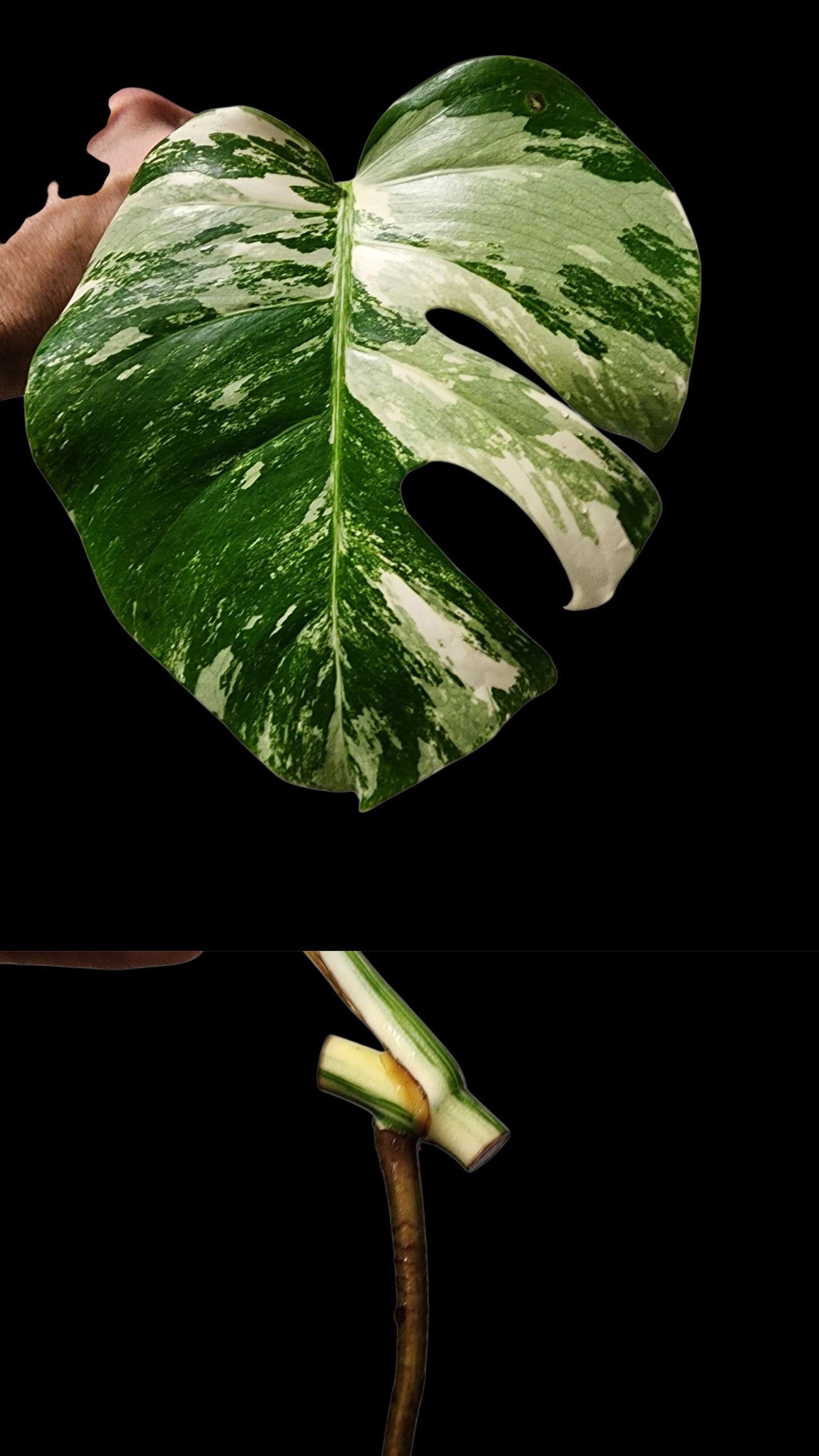 🌱 Albo Mid Cut  + 90-Day Propagation Program + Cutting Guarantee