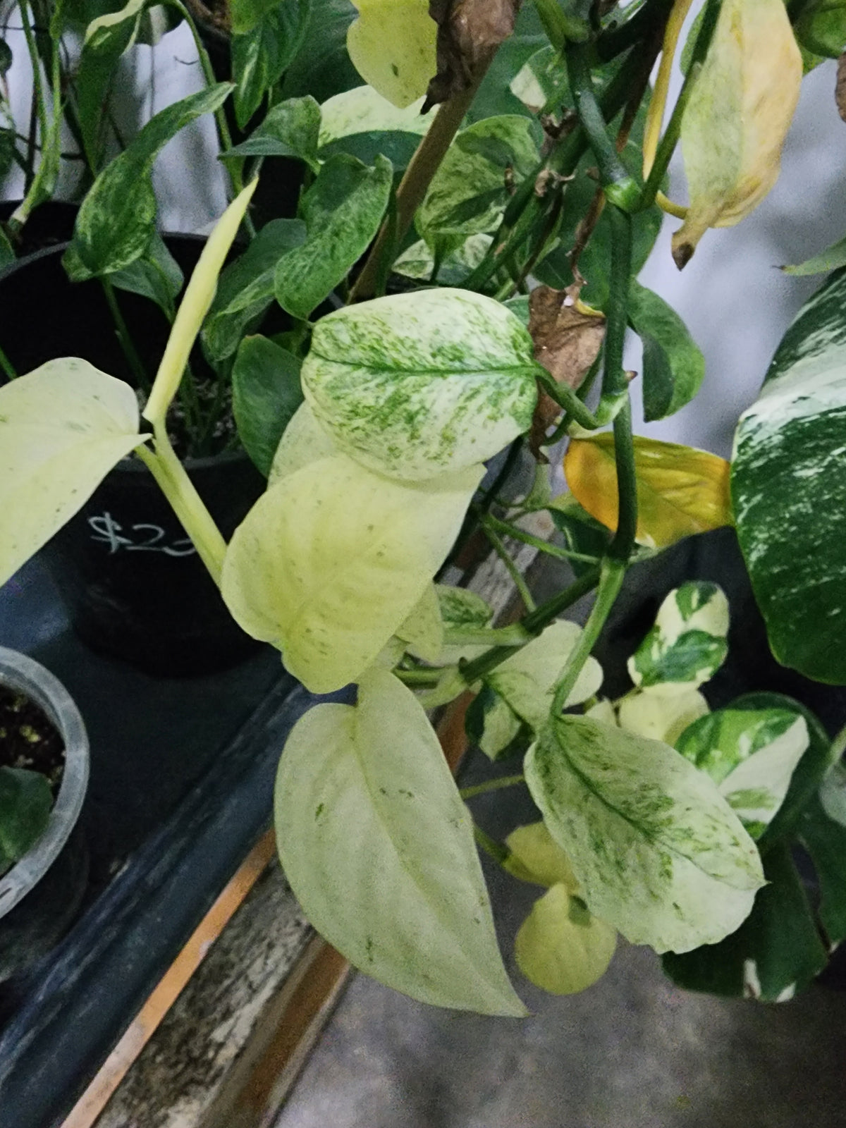🔥 10-Cutting Mystery Pack + Propagation Challenge Access 🔥