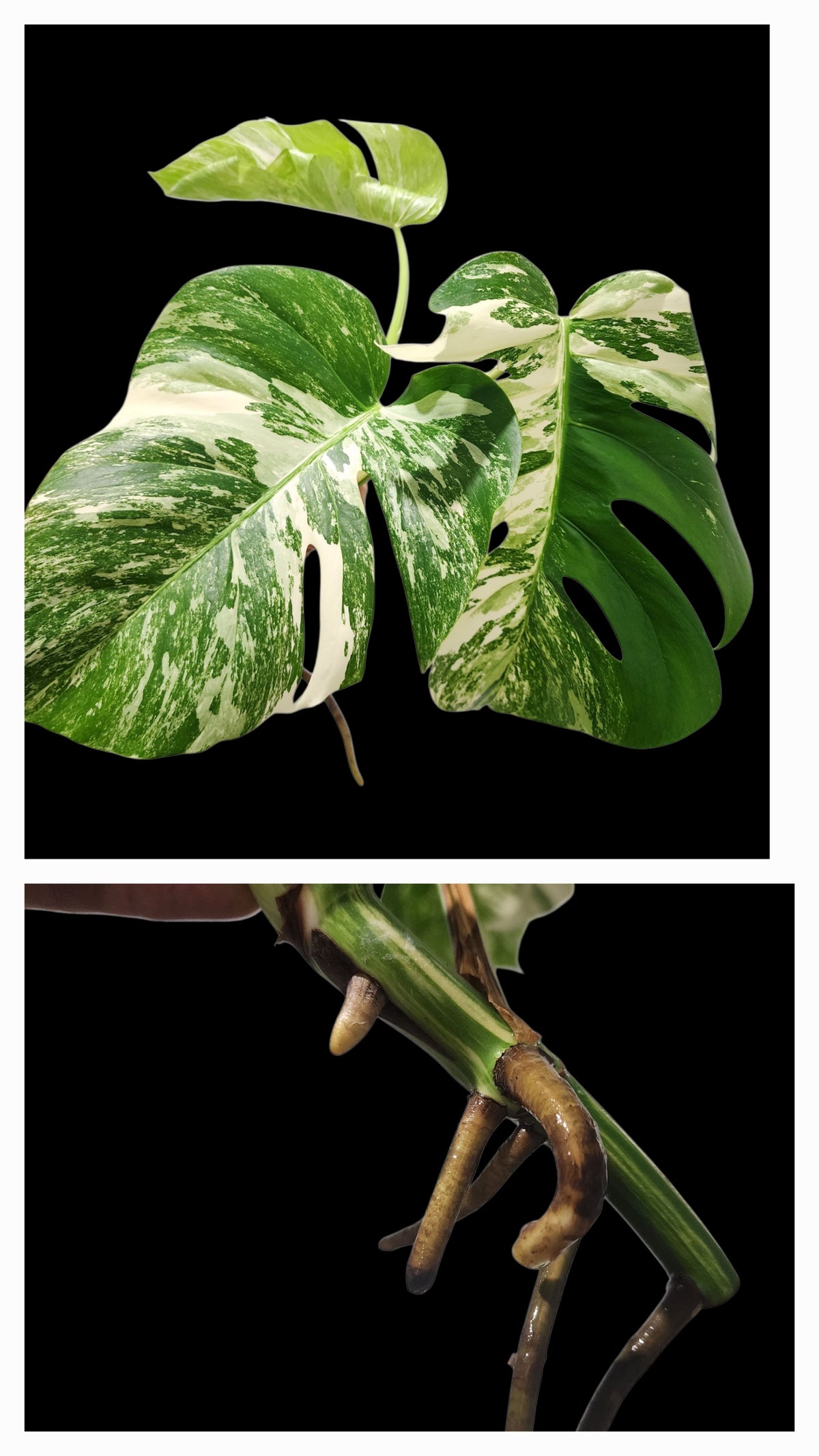 🌱 Albo Tip + 90-Day Propagation Program + Cutting Guarantee