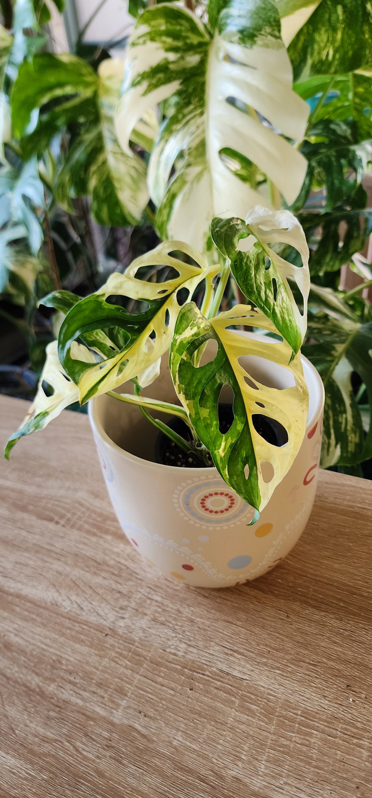 🌿 Adansonii Japanese Tricolor – Established Premium Specimen + 3 Months WhatsApp Support + 1st Months Feed + 4 WEEK REPLACEMENT GUARANTEE