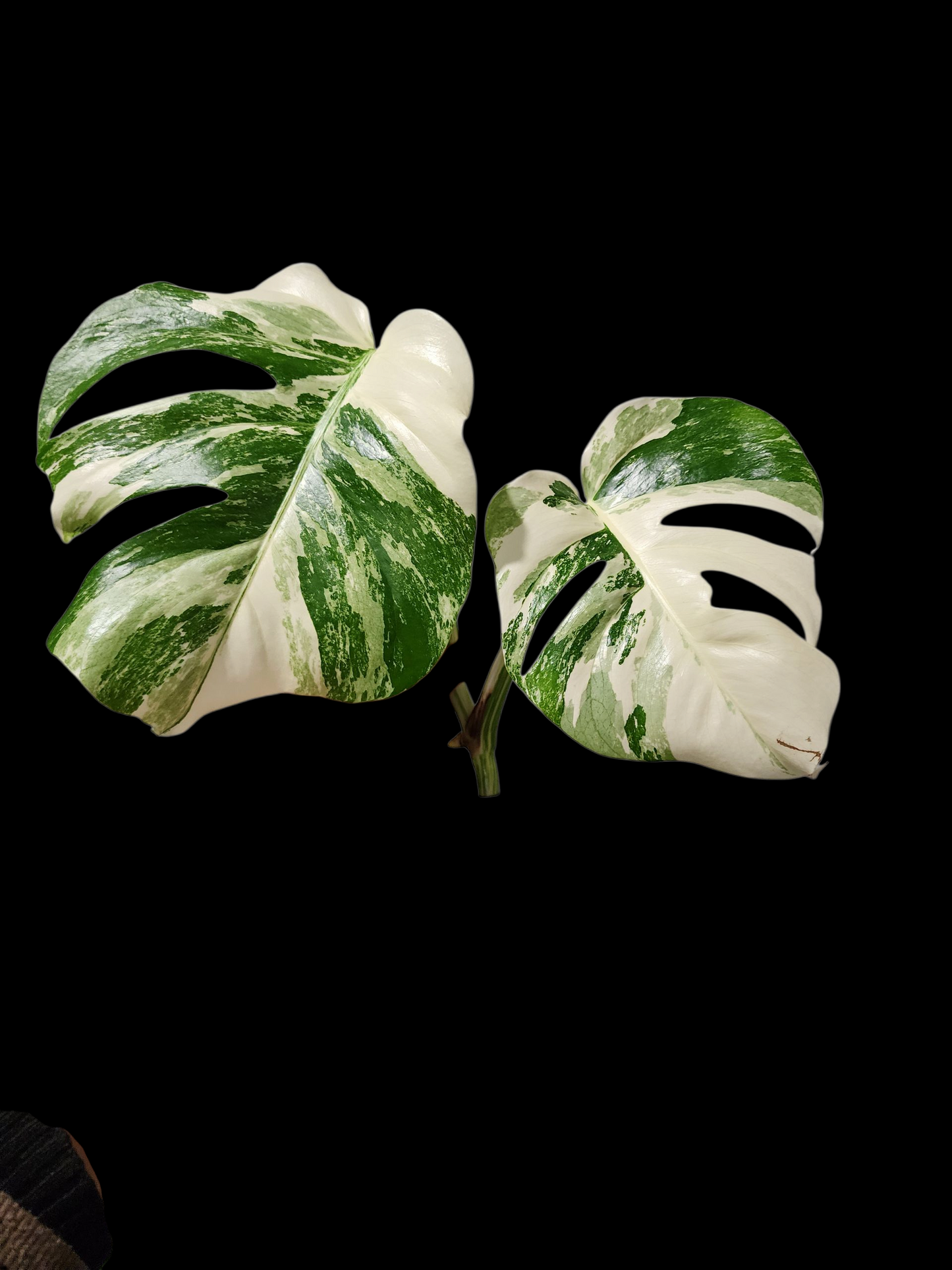 🌱 Albo Tip + 90-Day Propagation Program + Cutting Guarantee