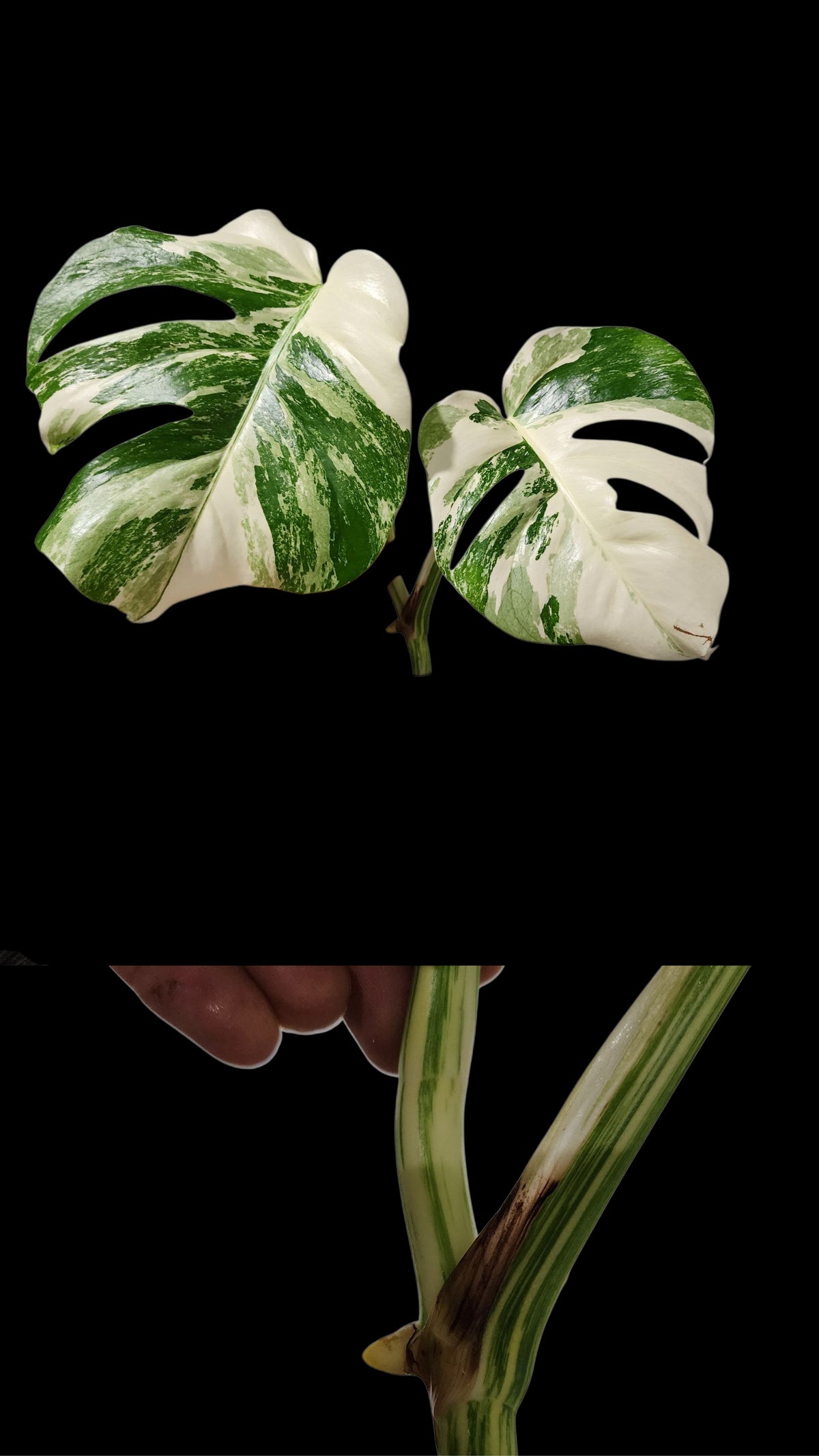 🌱 Albo Tip + 90-Day Propagation Program + Cutting Guarantee