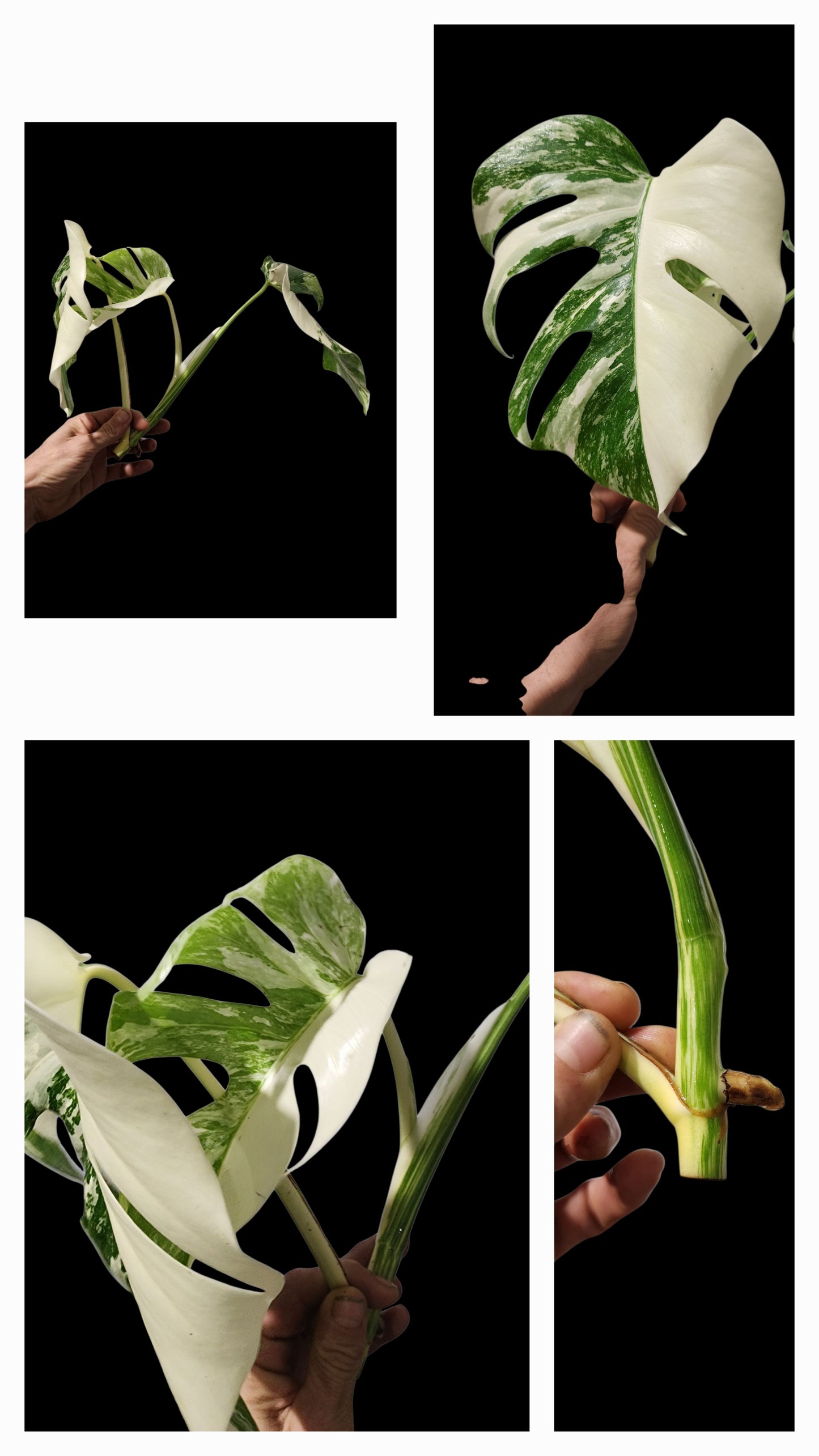 🌱 Albo Tip + 90-Day Propagation Program + Cutting Guarantee