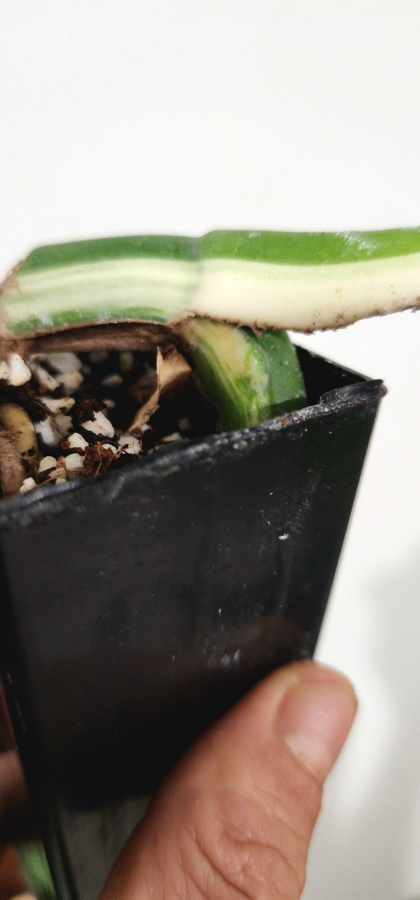 PM Monstera Albo