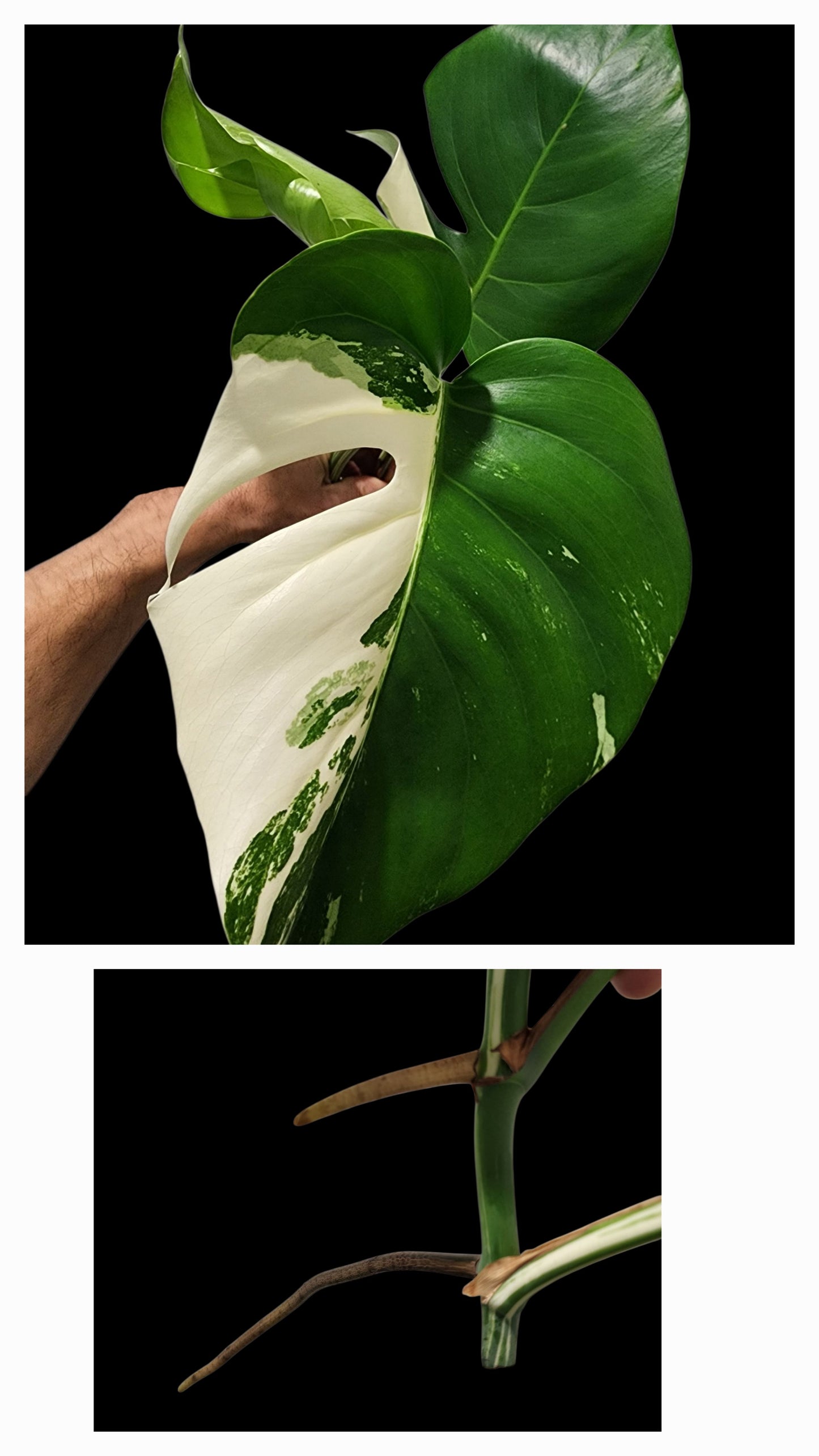 🌱 Albo Tip + 90-Day Propagation Program + Cutting Guarantee