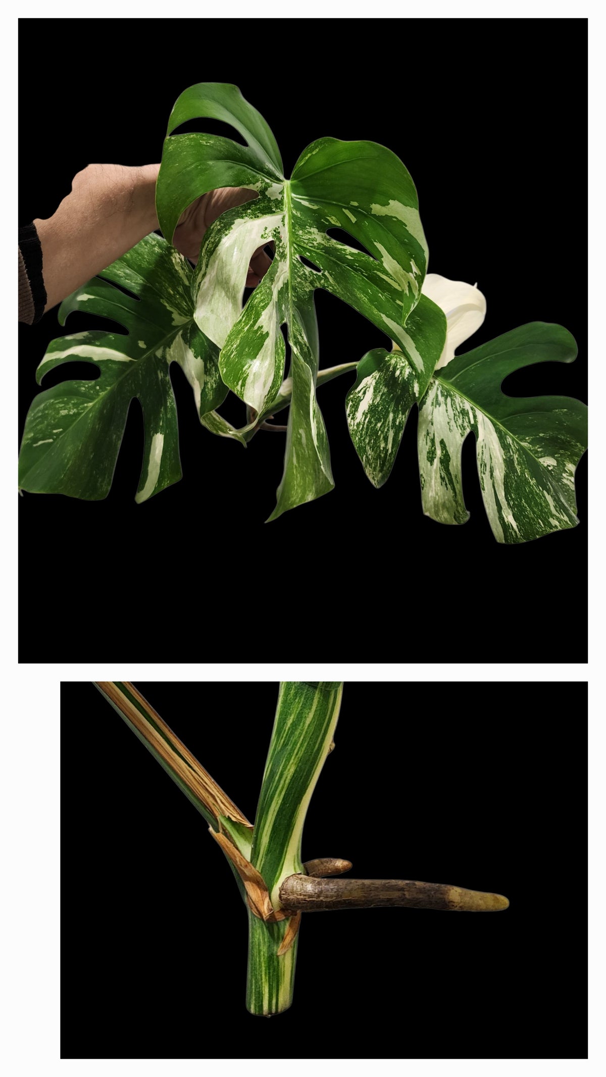 🌱 Albo Tip + 90-Day Propagation Program + Cutting Guarantee