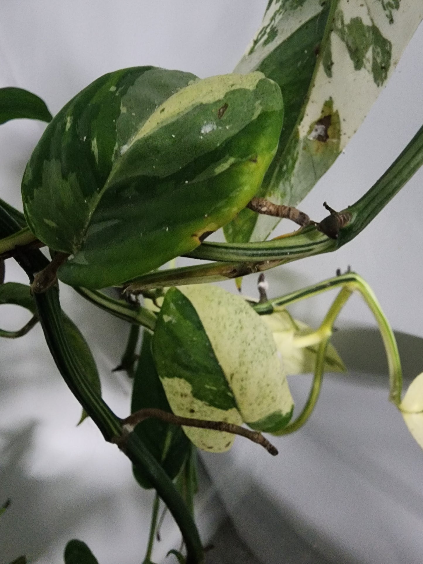 🔥 10-Cutting Mystery Pack + Propagation Challenge Access 🔥