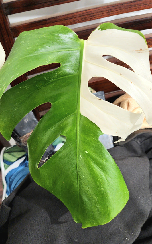 PM Monstera Albo