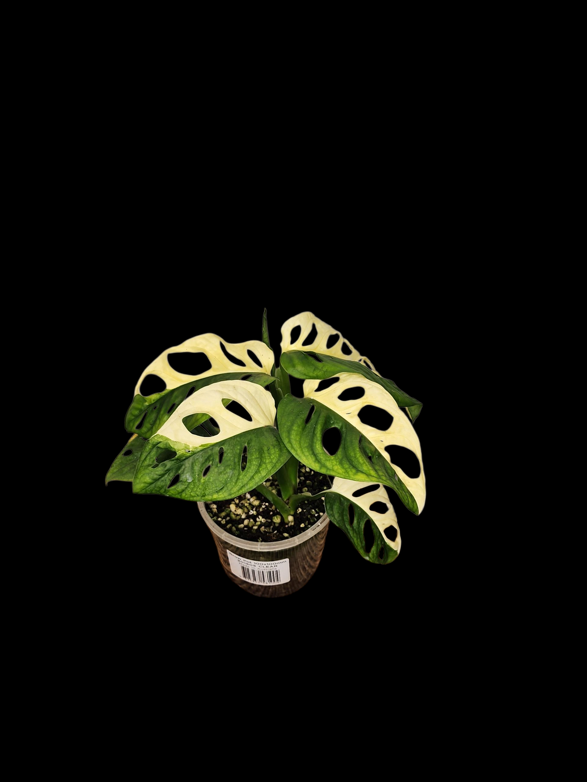 🌿 Adansonii Variegated – Half-Moon Alternating Premium Specimen