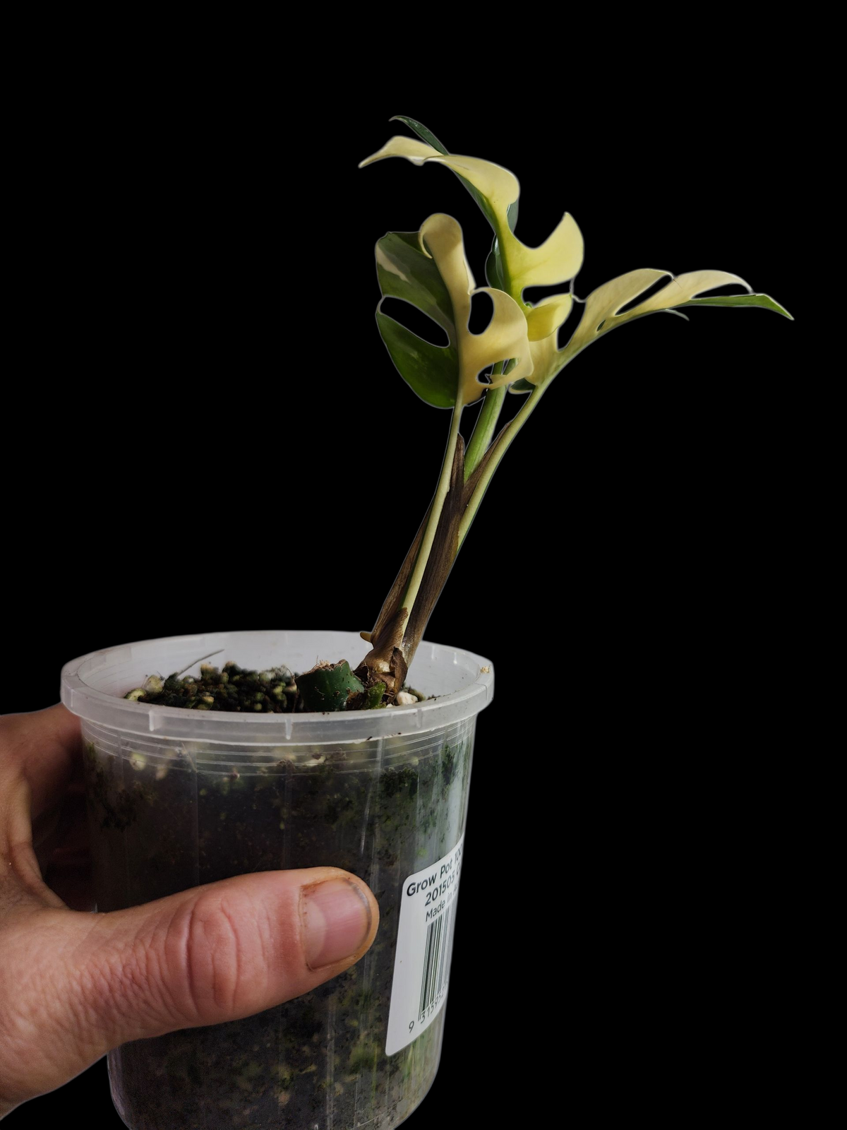Raphidora Tetrasperma Albo Block Half Moon+ Adansonii Japanese Tricolour Bundle