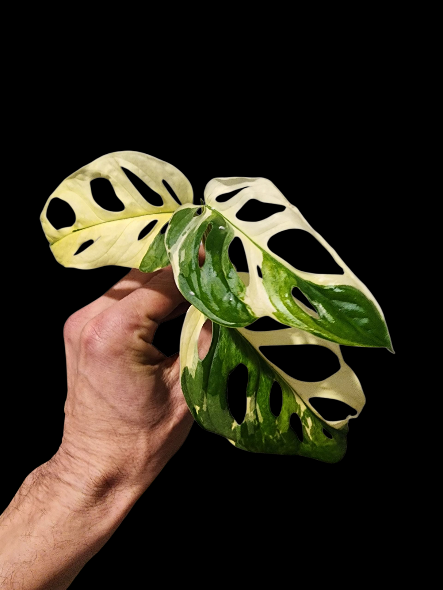🔥 10-Cutting Mystery Pack + Propagation Challenge Access 🔥