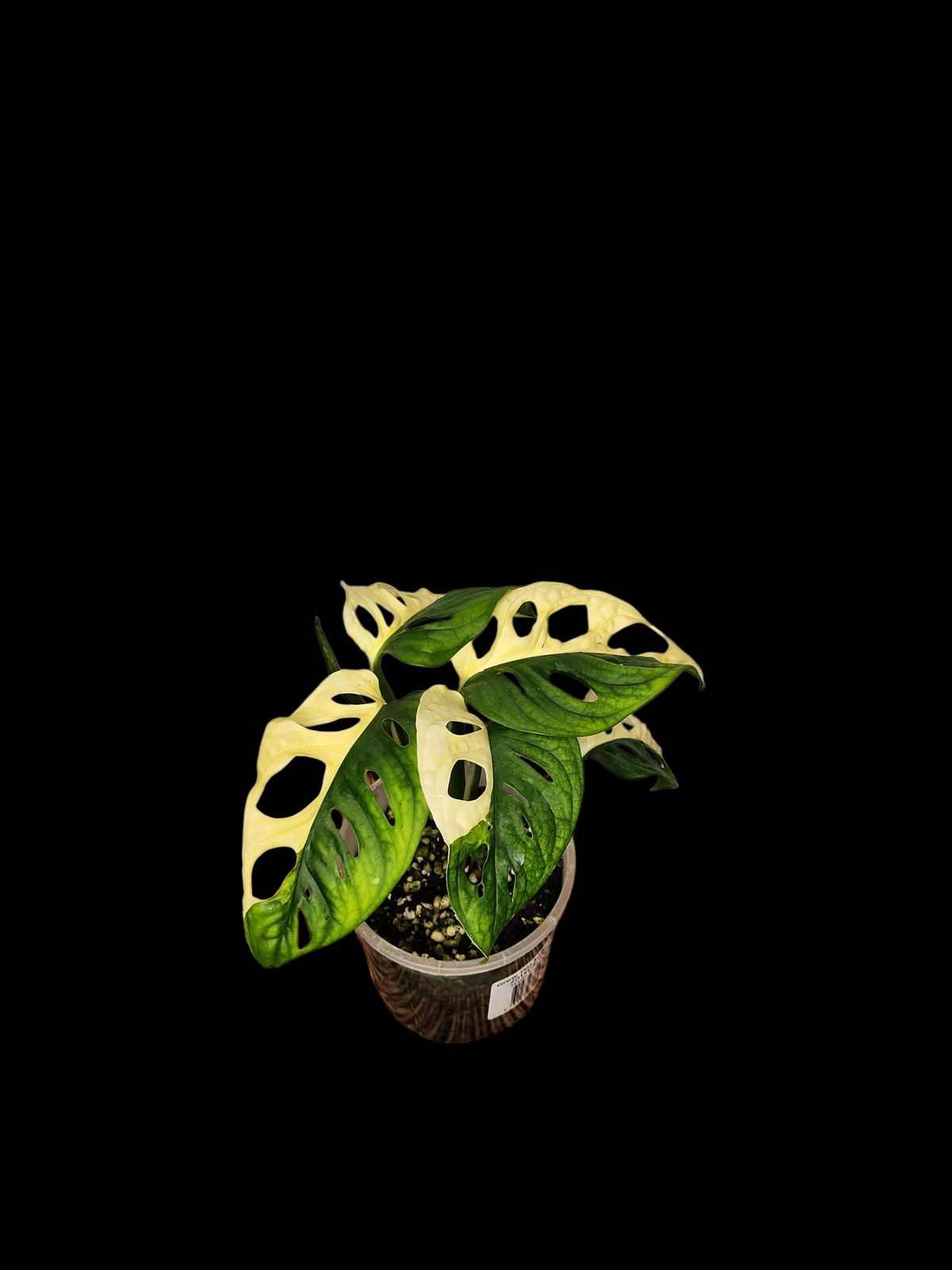 🌿 Adansonii Variegated – Half-Moon Alternating Premium Specimen