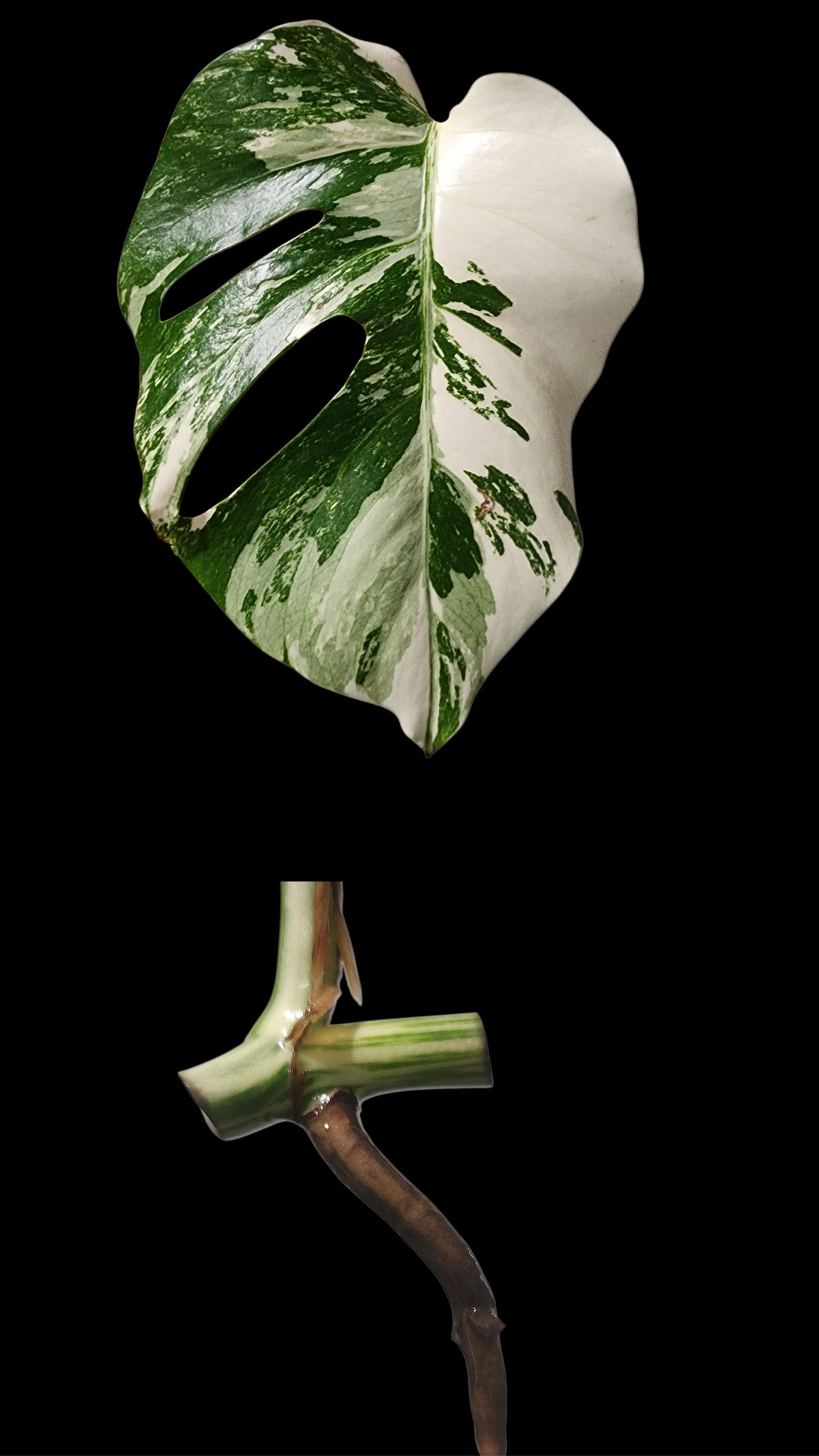 🌱 Albo Mid Cut  + 90-Day Propagation Program + Cutting Guarantee