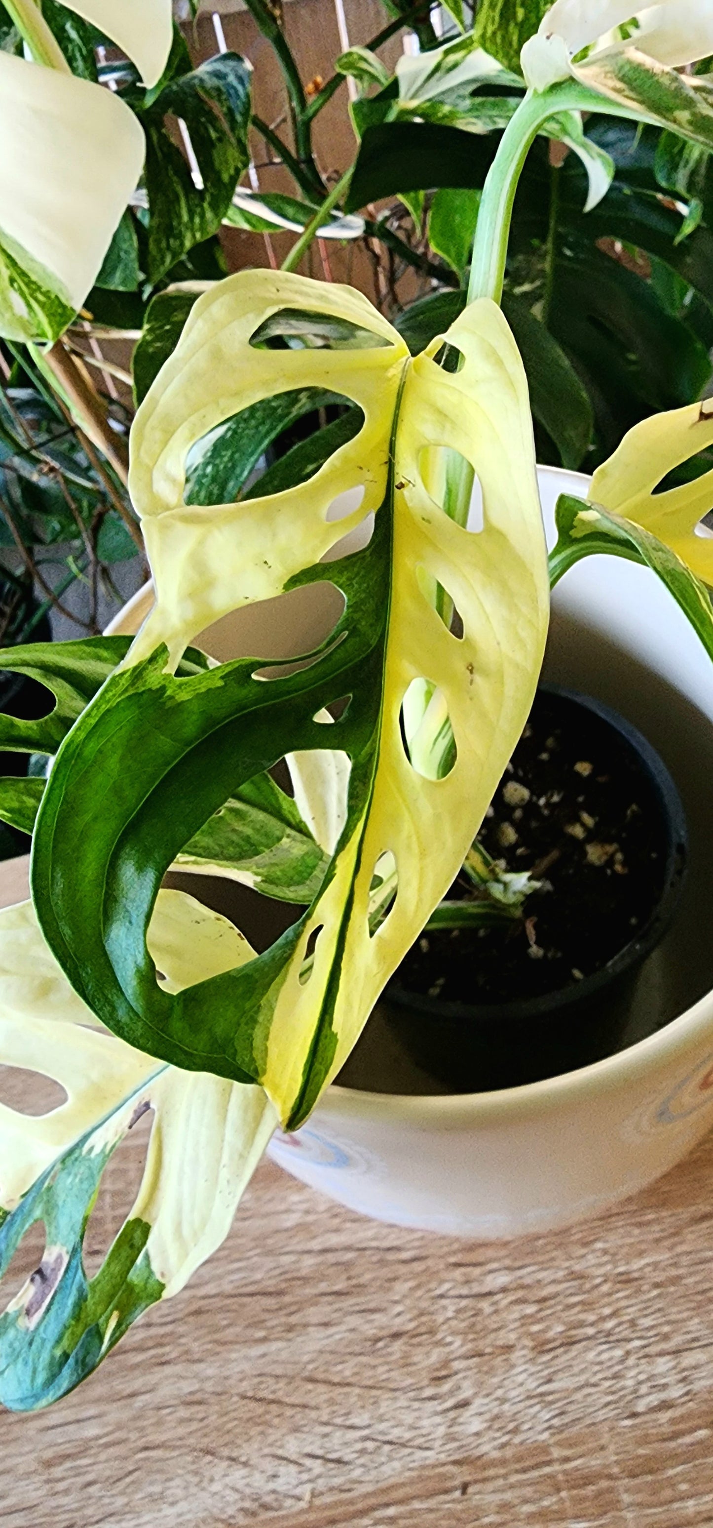 🌿 Adansonii Japanese Tricolor – Established Premium Specimen + 3 Months WhatsApp Support + 1st Months Feed + 4 WEEK REPLACEMENT GUARANTEE