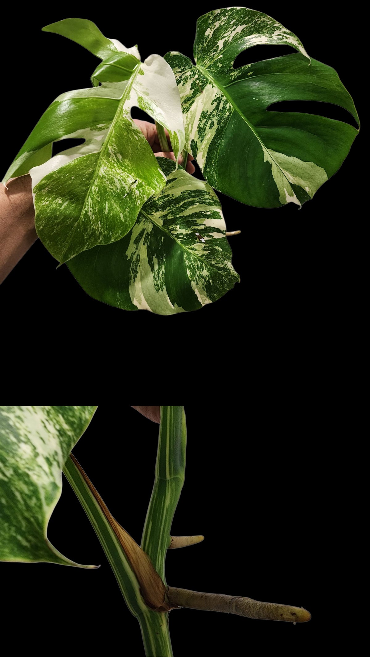🌱 Albo Tip + 90-Day Propagation Program + Cutting Guarantee