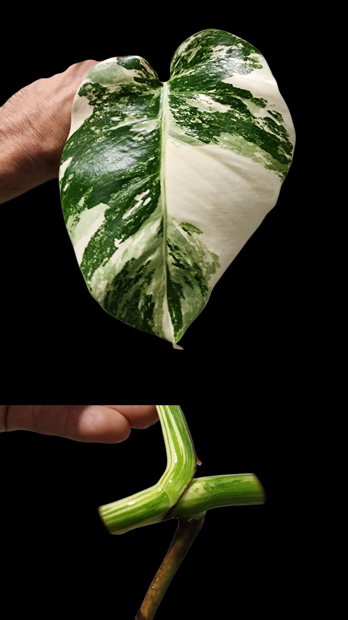 🌱 Albo Mid Cut  + 90-Day Propagation Program + Cutting Guarantee