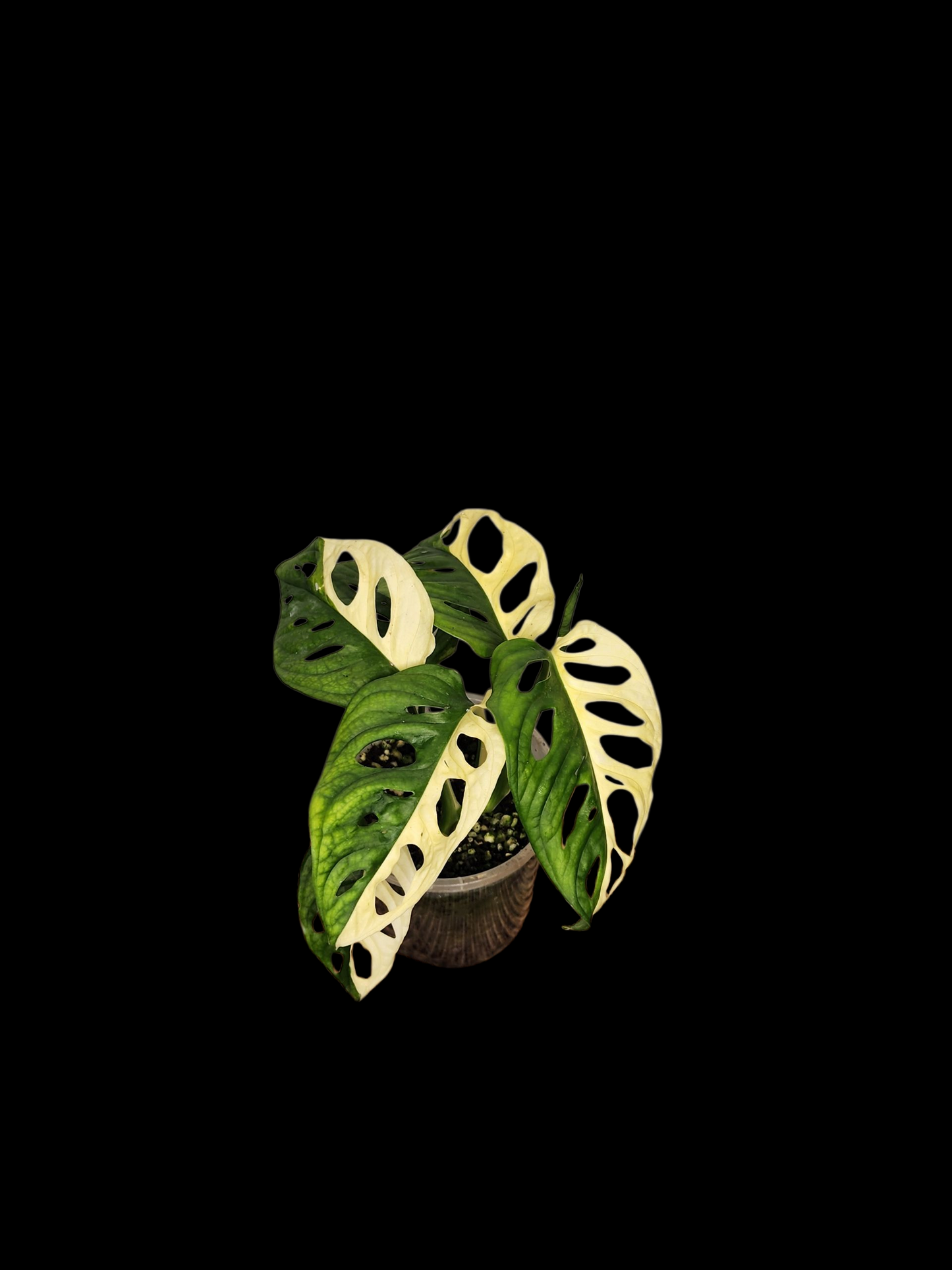 🌿 Adansonii Variegated – Half-Moon Alternating Premium Specimen