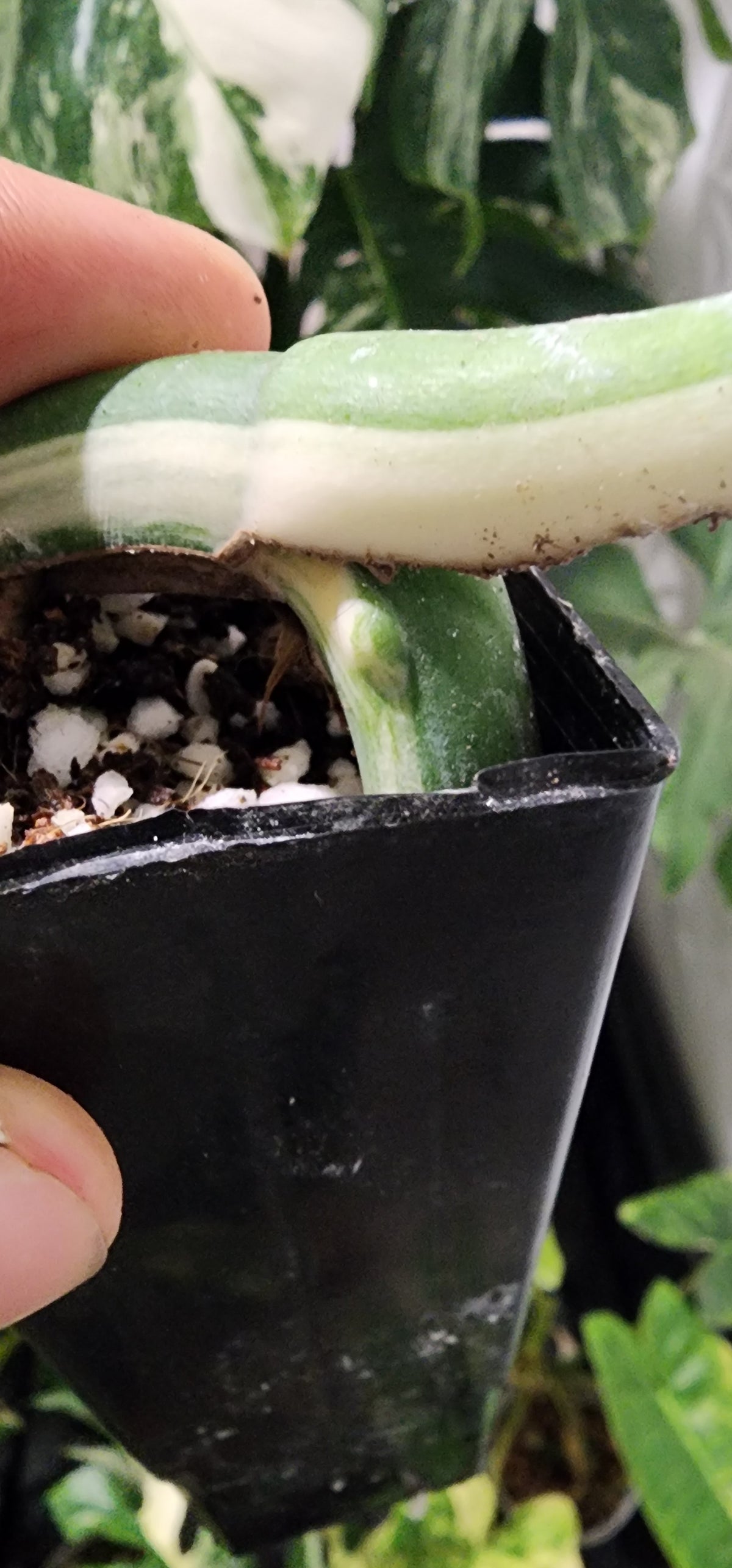PM Monstera Albo