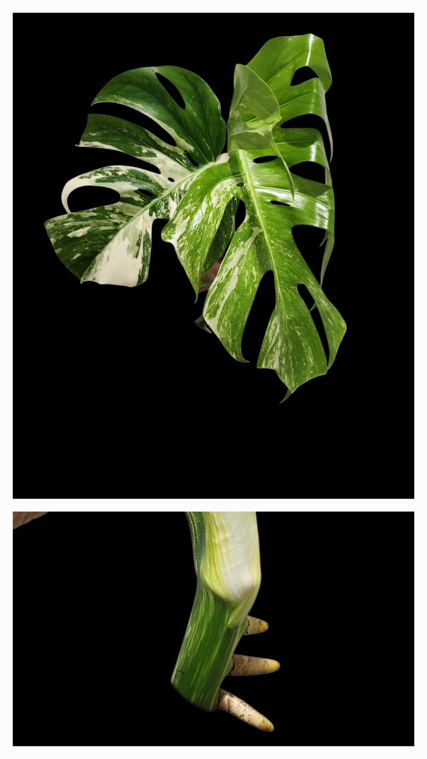 🌱 Albo Tip + 90-Day Propagation Program + Cutting Guarantee
