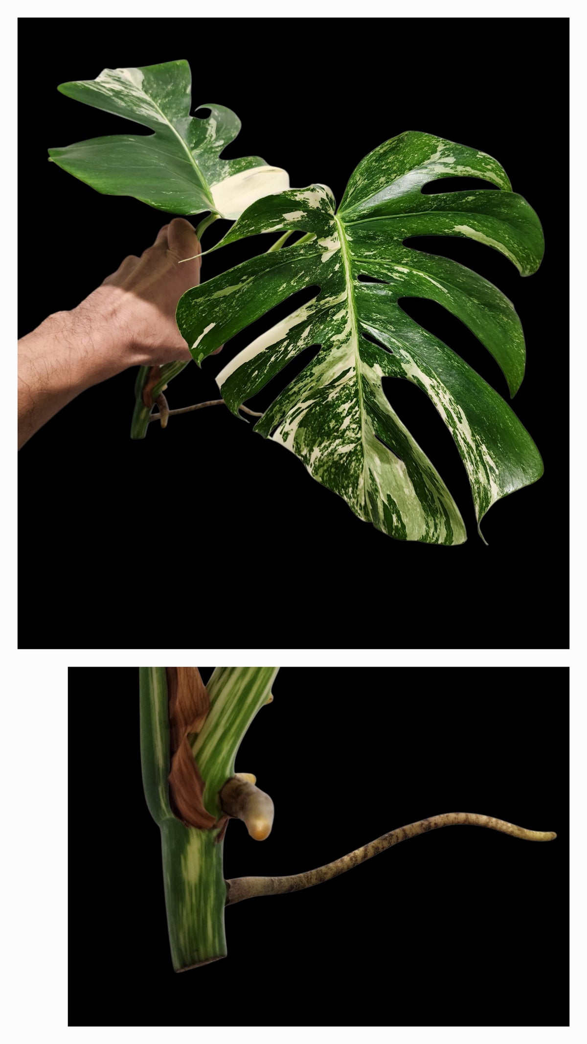 🌱 Albo Tip + 90-Day Propagation Program + Cutting Guarantee