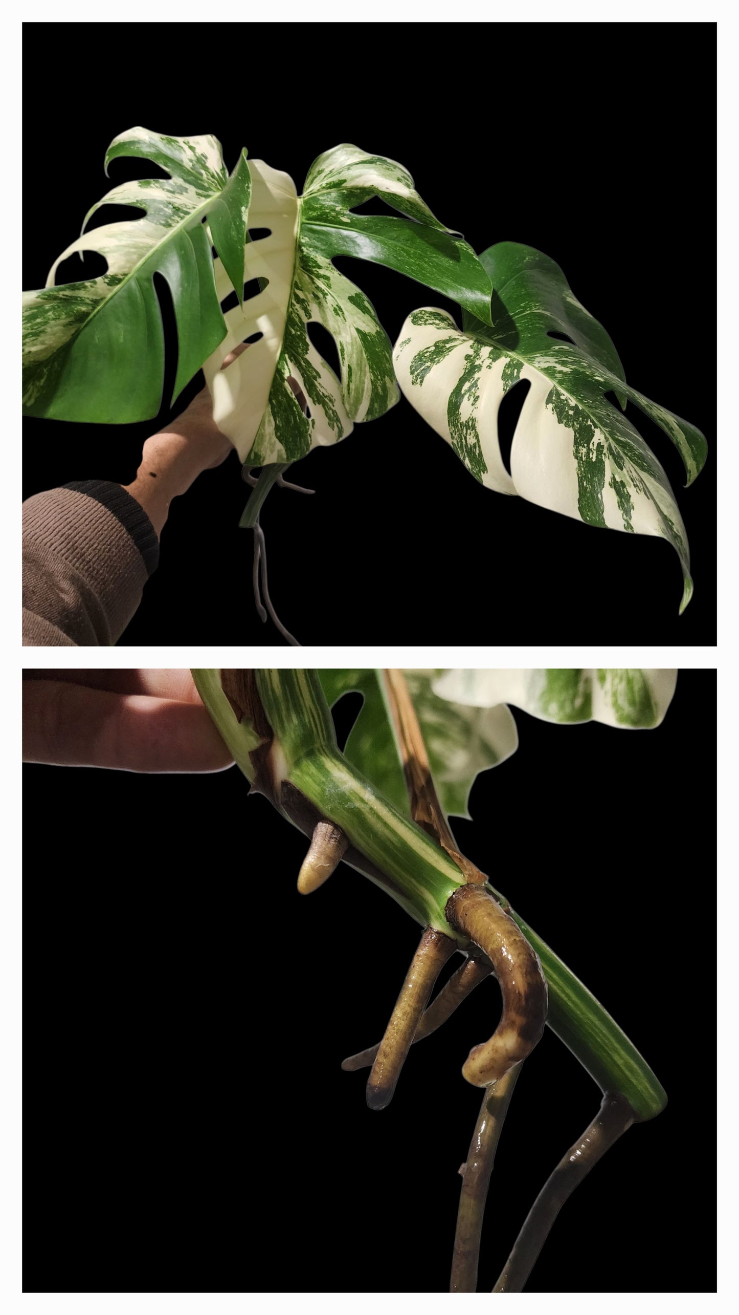 🌱 Albo Tip + 90-Day Propagation Program + Cutting Guarantee