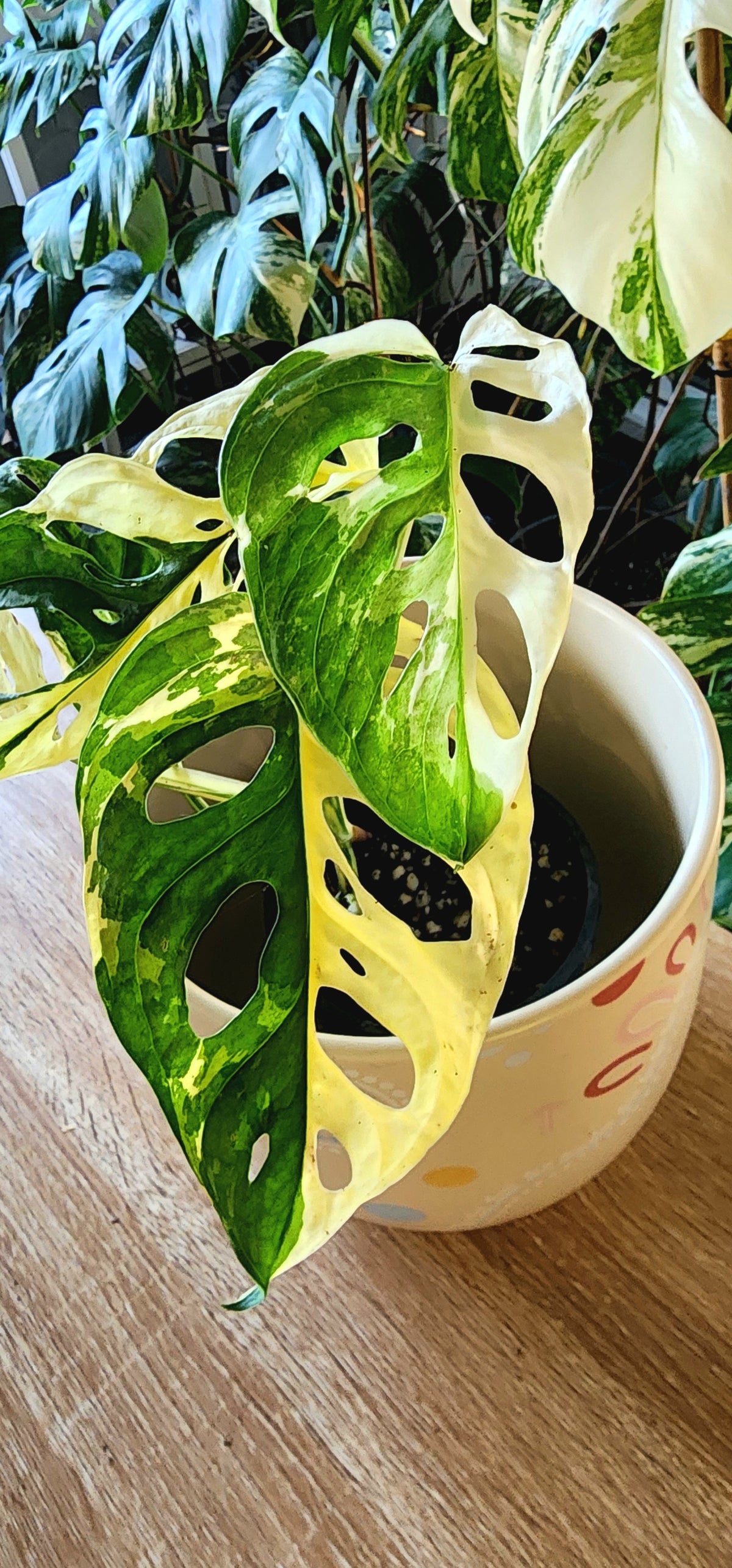 🌿 Adansonii Japanese Tricolor – Established Premium Specimen + 3 Months WhatsApp Support + 1st Months Feed + 4 WEEK REPLACEMENT GUARANTEE