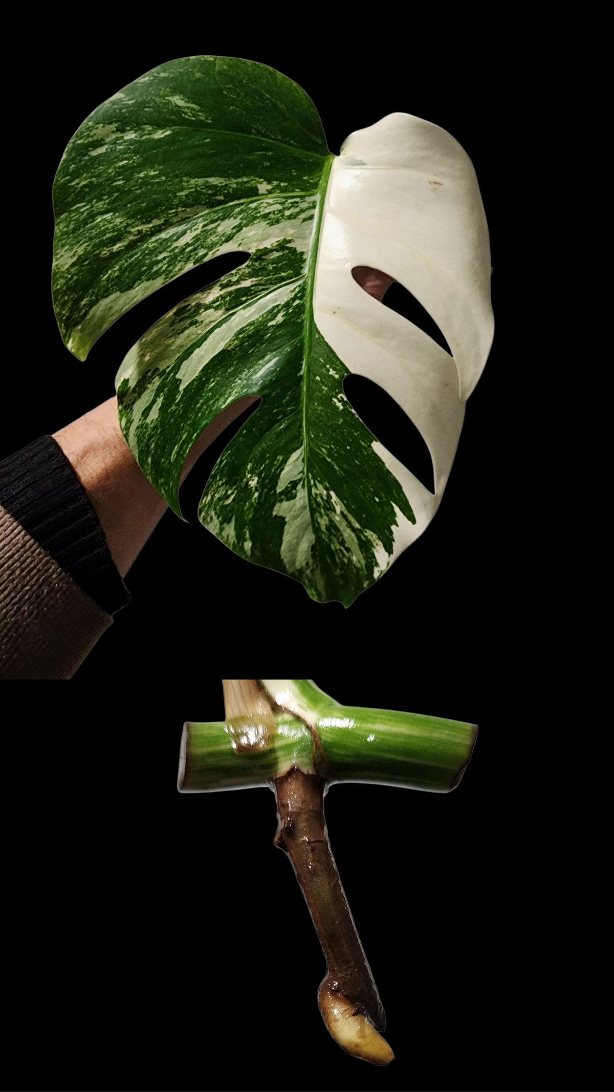 🌱 Albo Mid Cut  + 90-Day Propagation Program + Cutting Guarantee
