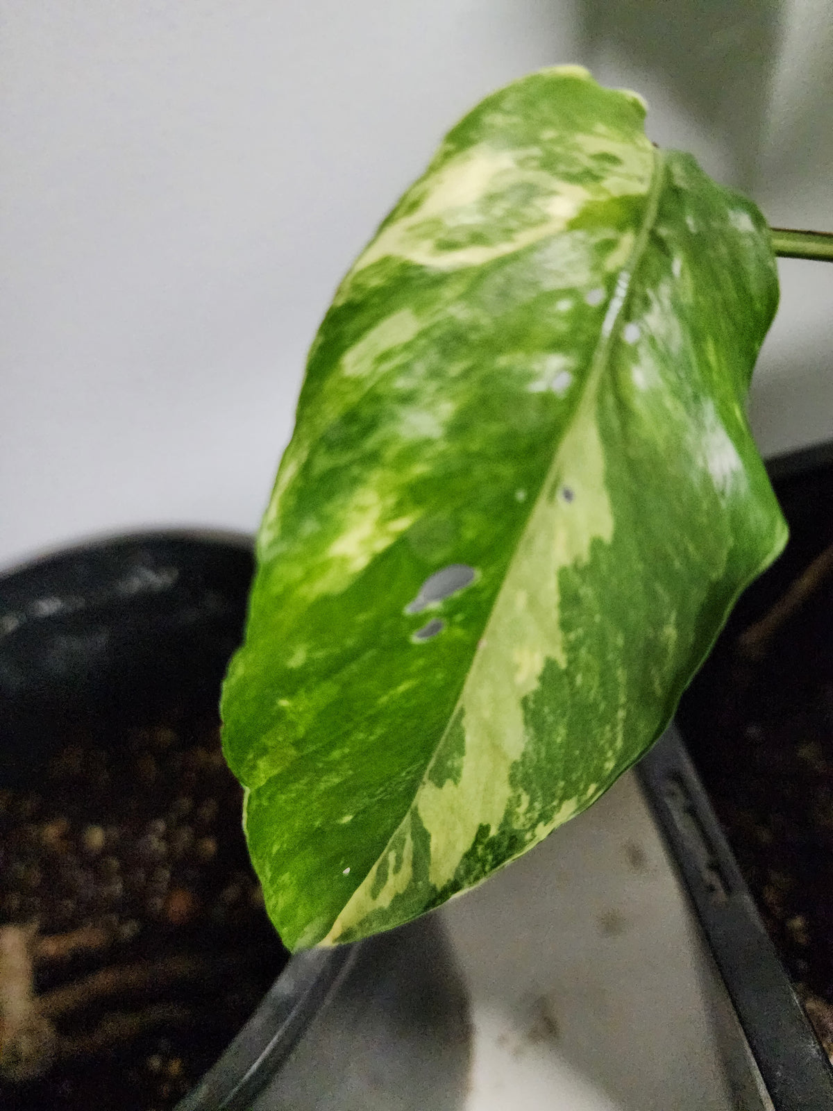 🔥 10-Cutting Mystery Pack + Propagation Challenge Access 🔥