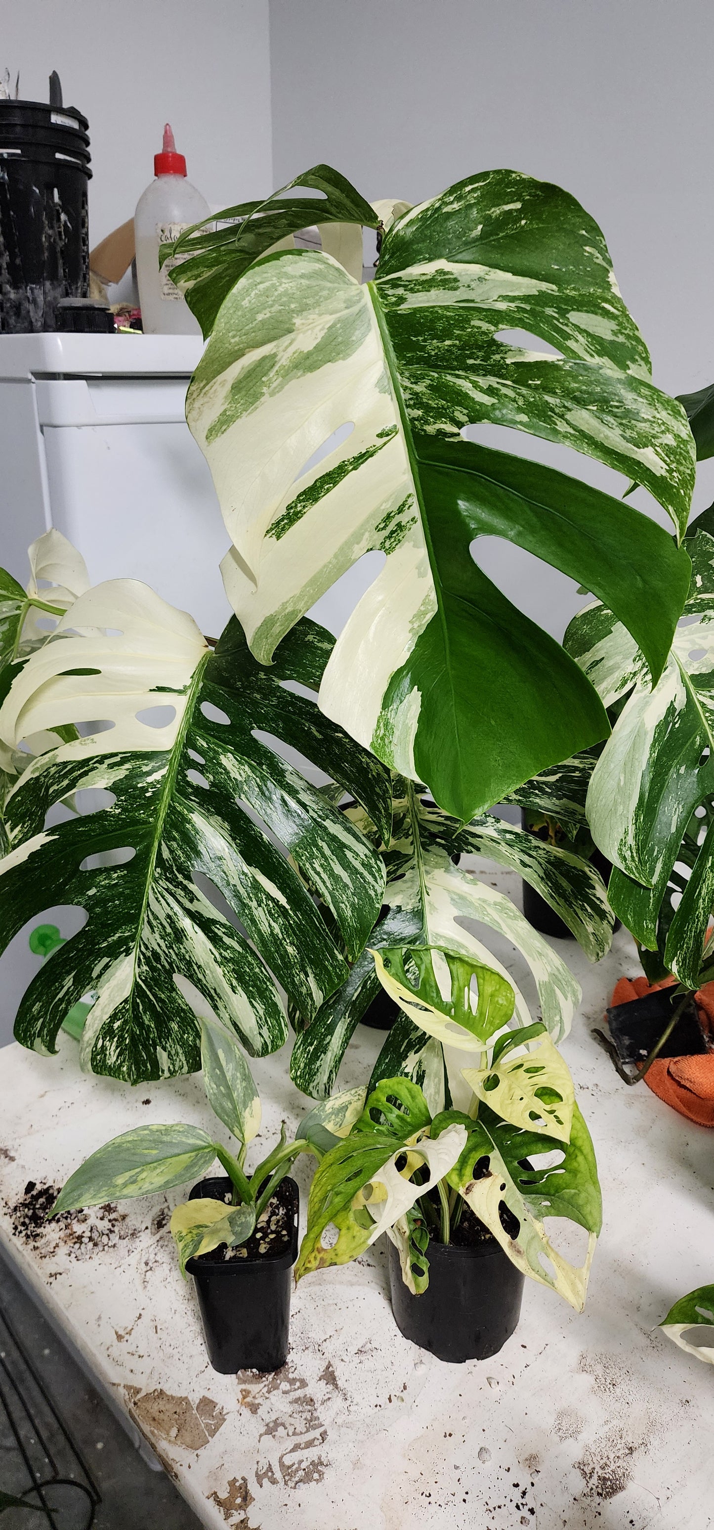 Dianne's plant pack